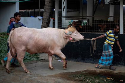 Su dueño se lamentó por tener que despedirse del animal