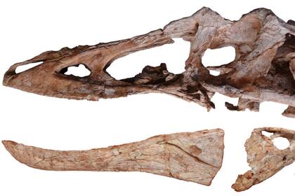 Su esqueleto fue encontrado intacto y muy bien conservado por un grupo de obreros en una calle en construcción cerca de la ciudad de Ganzhou, al sur de China