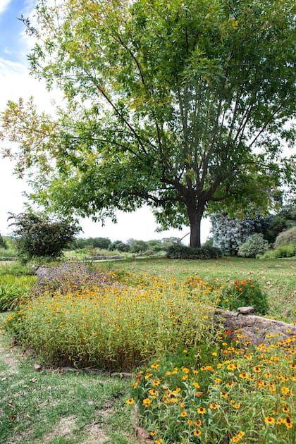 Su extraordinaria variedad de colores convierte a las zinias en una opción atractiva para los jardines