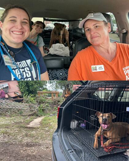 Su familia humana sobrevivió, pero necesita tiempo para recuperarse (Foto: Facebook/Austin Pets Alive!)
