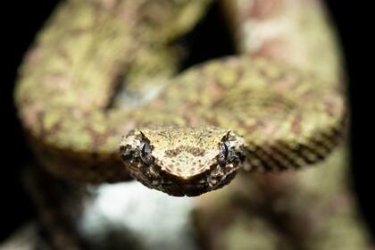 SU FOTO PREFERIDA: una de las serpientes más bonitas del trópico americano, la víbora de pestañas o bocaracá. Esta especie vive en los árboles y normalmente son de colores muy vistosos