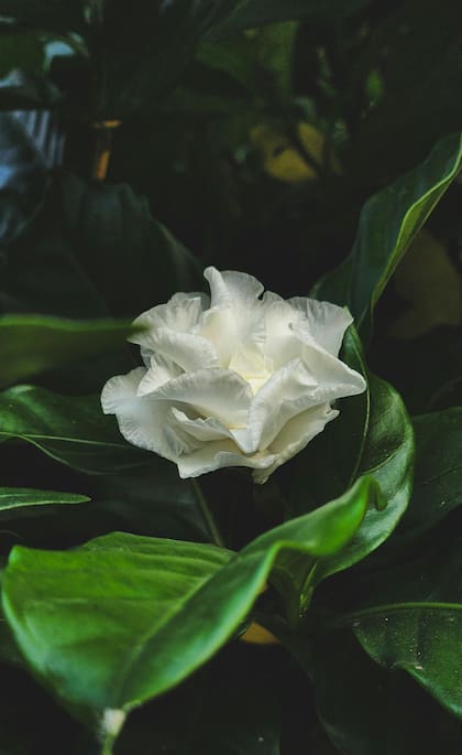 Su fragancia es apreciada por polinizadores como abejas y mariposas