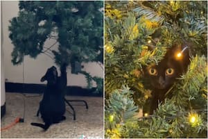 Su gata destrozó el árbol de Navidad y su video se volvió furor en redes
