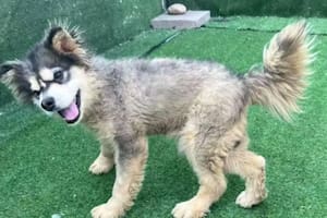 Iban a sacrificarlo para fines comerciales, pero apareció la persona justa en el momento indicado y lo salvó