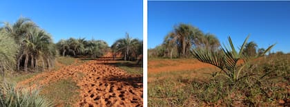 Su nombre honra al botánico Larry Noblick, quien advirtió que podía tratarse de una especie no descripta