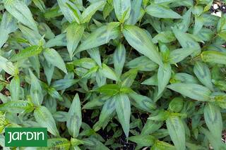 ¿Cuál es la joya asiática que vas a querer incorporar en tu huerta?