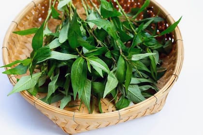 Su nombre sugiere parentesco con el cilantro verdadero, esta joya culinaria posee características únicas y distintivas.