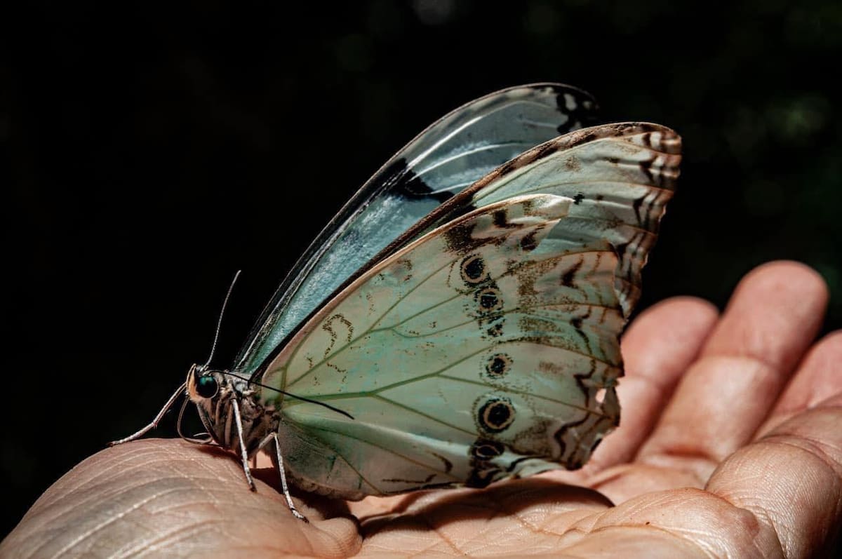 Por que a borboleta branca e azul foi declarada monumento natural provincial?
