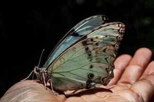 Por qué una mariposa blanca y celeste fue declarada Monumento Natural Provincial
