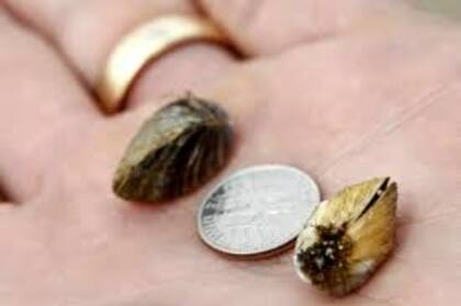 Su pequeño tamaño no es correlativo a la capacidad de daño que posee la especie por su alta tasa de reproducción