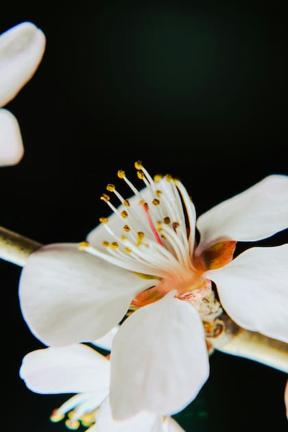 Su perfume delicado y persistente la convierte en una opción perfecta para perfumar caminos, cercos o rincones de descanso al aire libre