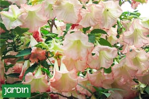 Aromático, exuberante y fácil de reproducir, este clásico tropical regresa con fuerza