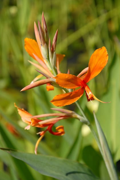 Su presencia aporta volumen: donde hay una achira, hay protagonismo