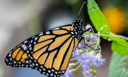 Su presencia es a menudo tomada como una representación de la resurrección, cambios positivos, vida y resistencia, debido al proceso de metamorfosis que atraviesan en su ciclo de vida