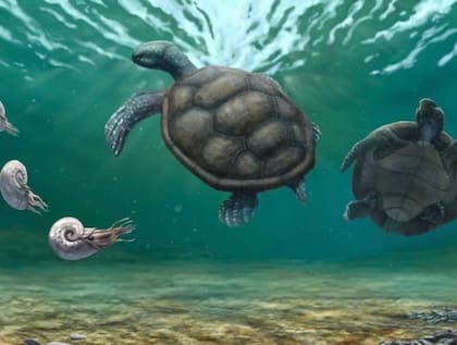 Su presencia estaba documentada principalmente en Europa y en sedimentos del Jurásico