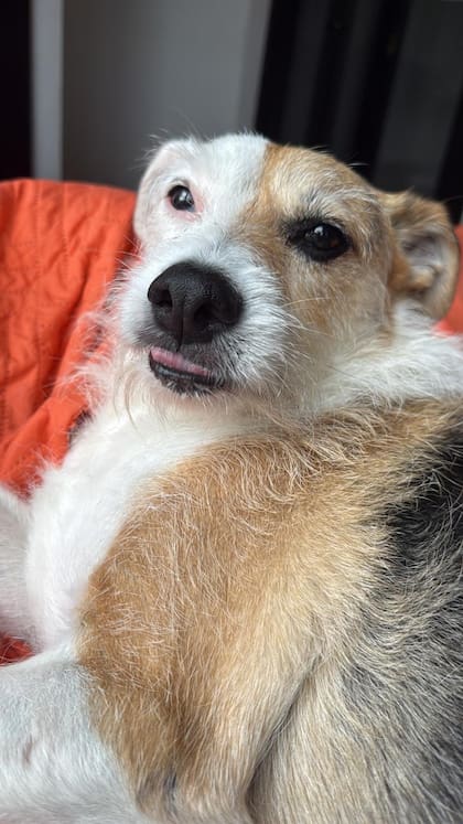 Su rescatista teoriza que Alma fue atropellada por un auto