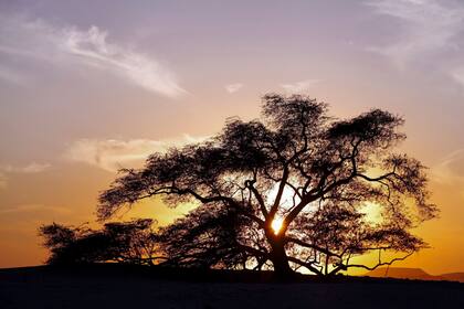 Su supervivencia es una pregunta sin respuesta, que atrae a la vez a los botánicos y a los turistas