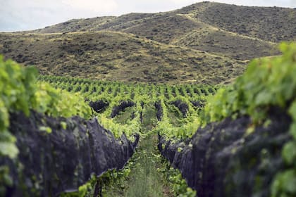 Suelo, frío y variedad. Tres de las principales variables para conseguir un vino distinto.