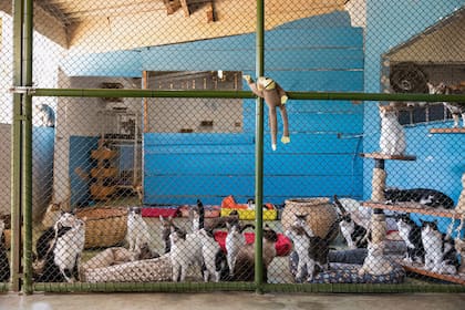 Suffolk fue el primer condado de EE.UU. en crear base de datos pública de abusadores de animales en 2010