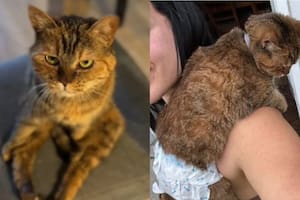 Sufrió un accidente que la dejó parapléjica, estuvo al borde de la muerte y recibió la bendición de una rescatista para cambiar por completo su vida