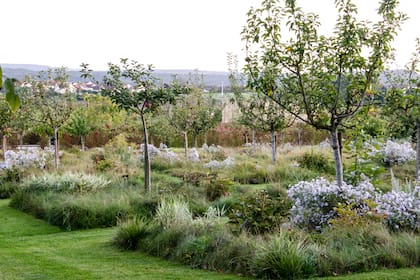 Sumar herbáceas florales en un monte de frutales atraerá polinizadores y protegerá el suelo.