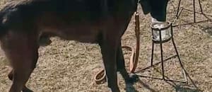 Adiestraron perros para proteger a los cítricos de una enfermedad que no tiene cura