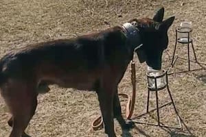 Adiestraron perros para proteger a los cítricos de una enfermedad que no tiene cura