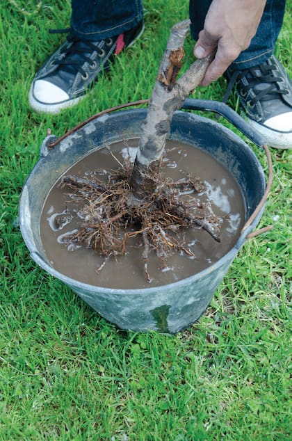 Sumergir las plantas en un balde con agua hasta que el pan de tierra deje de liberar burbujas y luego plantar y regar