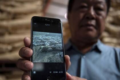 Sun Dawu mostrando una foto de su ganado muerto en su celular, más de un año después de que la peste porcina comenzara a extenderse por todo el país (foto: sept 2019)