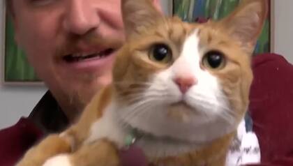 Sunny, la gata que vivió tres semanas en un sillón mientras su familia se mudaba