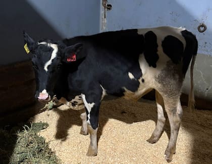Superada la etapa de cuarentena, dijeron, los reproductores serán trasladados a centros de extracción de semen. Desde allí comenzarán a producir dosis destinadas tanto al mercado local como a la exportación