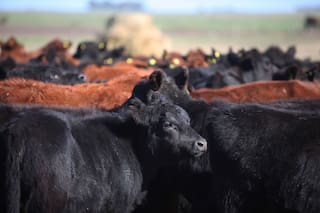 En previsión de una menor oferta, noviembre trae mejores precios para el ternero de invernada