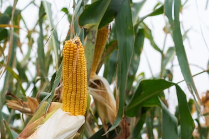 “SUPRA SEMILLAS ya está jugando en las grandes ligas del maíz”, afirmó Justo MacLoughlin, Brand Manager de la marca.