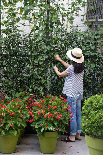 Suprimir las ramas enfermas o secas y enredar las largas para tapar lugares descubiertos en las paredes forma parte del proceso de poda que se realiza dos veces al año