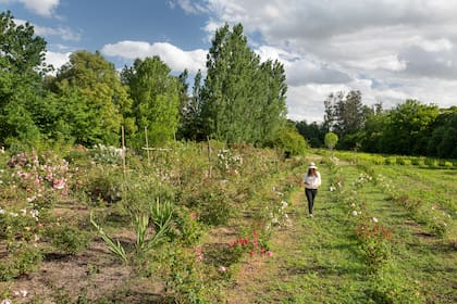 Surcos de rosas “madre”, de cuyas plantas se extrae el material para injertar