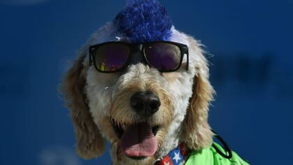 Derby aguarda, listo para competir en la octava edición del concurso de perros surferos