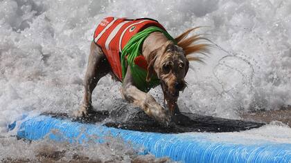 Yogi disfruta con su pelo empapado por las olas