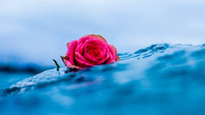 Surfistas homenajearon al inventor del traje de neoprene, Jack O`Neill.