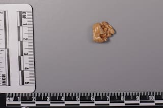Surgen nuevas pistas del Homo erectus a partir del estudio de dientes fosilizados