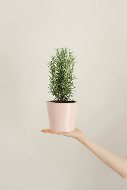 Sus aromas característicos puede ahuyentar a los mosquitos