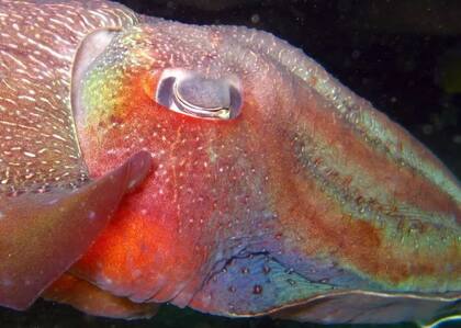 Sus cerebros y sus ojos son muy desarrollados