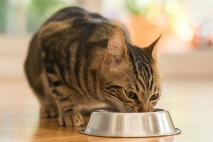 Sus detractores dicen que solo se muestran afectuosos cuando necesitan comida