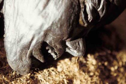 Sus dientes muy gastados ya no eran adecuados para morder y desgarrar