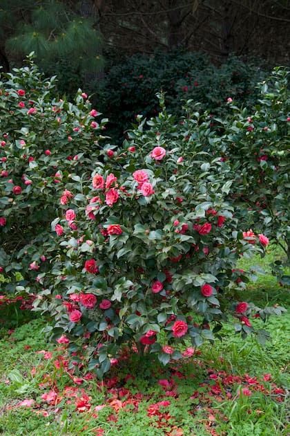 Sus flores dobles, más grandes que las de la Camellia japonica, exhiben una gama de colores que va desde el rosa pálido hasta el rojo intenso. Florecen a finales del invierno o principios de la primavera, complementando la temporada de la Camellia japonica.