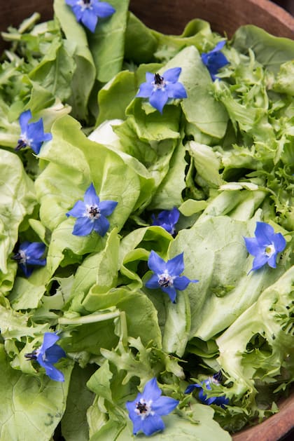 Sus flores se suman frescas a ensaladas, donde aportan un leve dulzor y transforman cualquier plato
