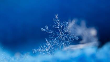 Sus formas son complejas y delicadas