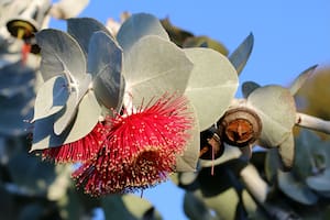 Sus hojas contienen compuestos que ayudan a pelear contra la artrosis, una de las enfermedades articulares más comunes