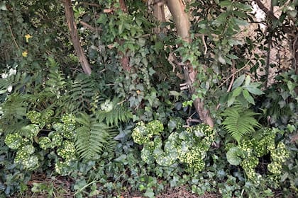 Sus hojas moteadas generan un efecto de luz natural en rincones oscuros