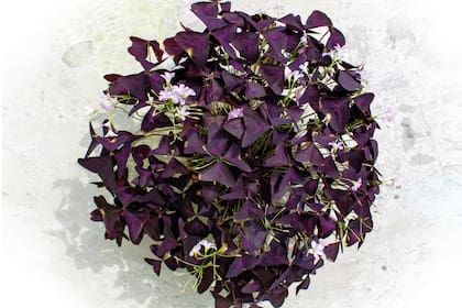 Sus hojas tienen tres folíolos, y encontrar una de cuatro es una anomalía. Por esto se lo considera como amuleto de la buena suerte; algunos dicen que el amuleto consolida su poder cuando es regalado.