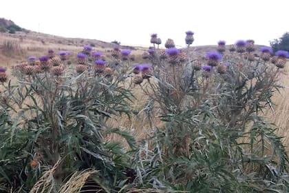 Sus propiedades antioxidantes y antiinflamatorias lo vuelven ideal para el tratamiento de diferentes afecciones de la piel